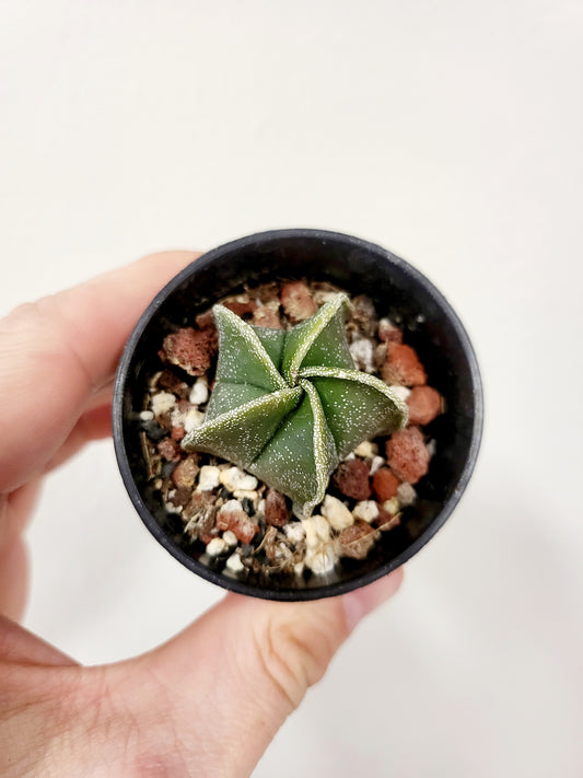 Astrophytum myriostigma Bishop's Cap Cactus 2.5"