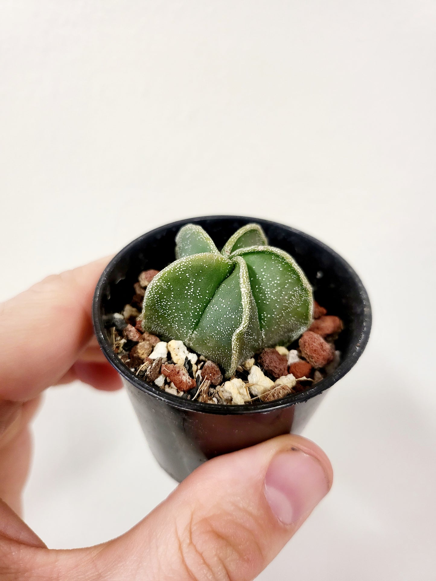 Astrophytum myriostigma Bishop's Cap Cactus 2.5"