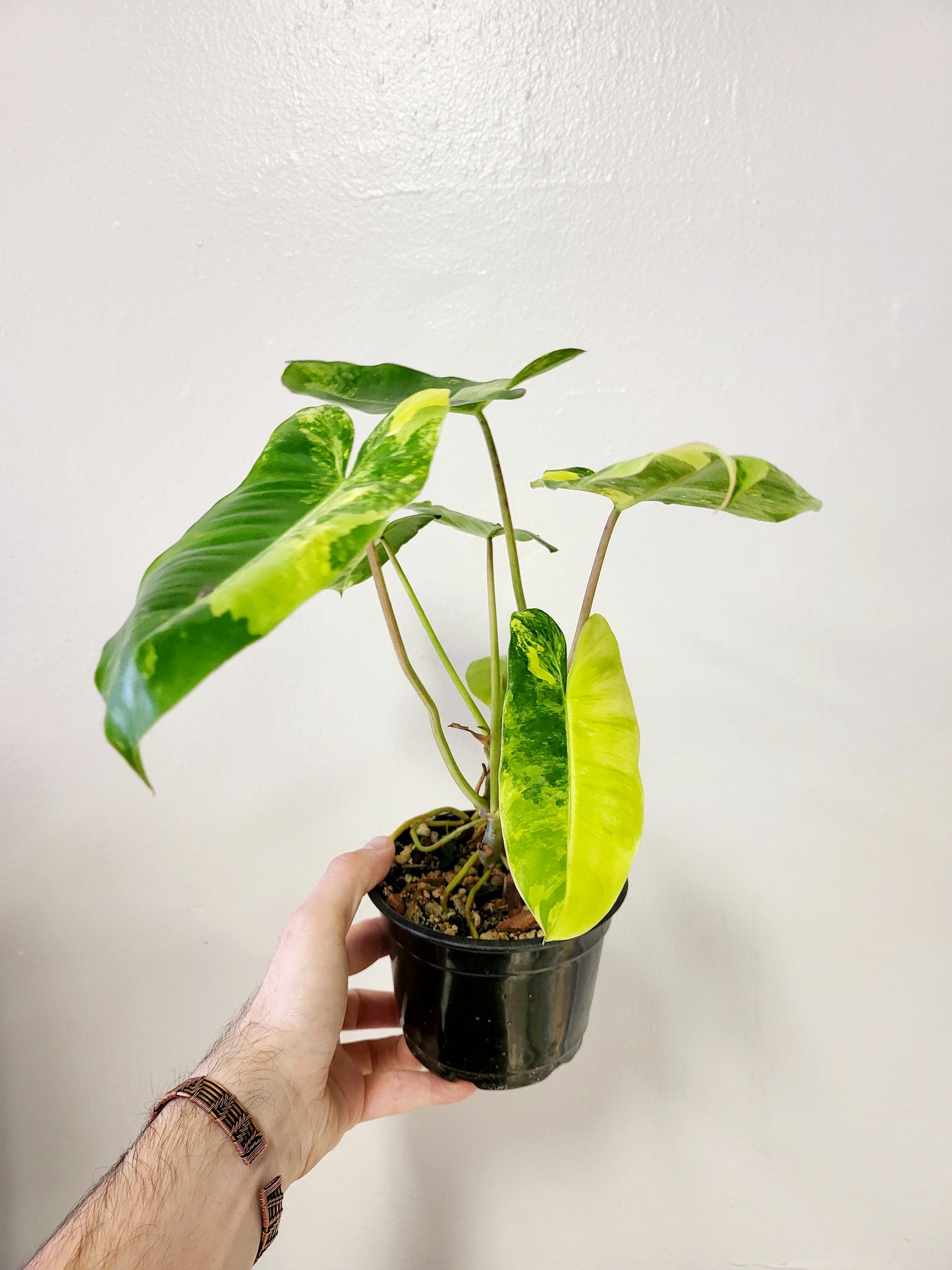 Philodendron Burle Marx Variegated 5"