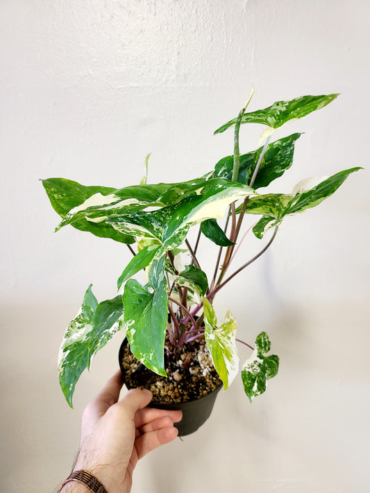 Syngonium Albo Variegated 6"