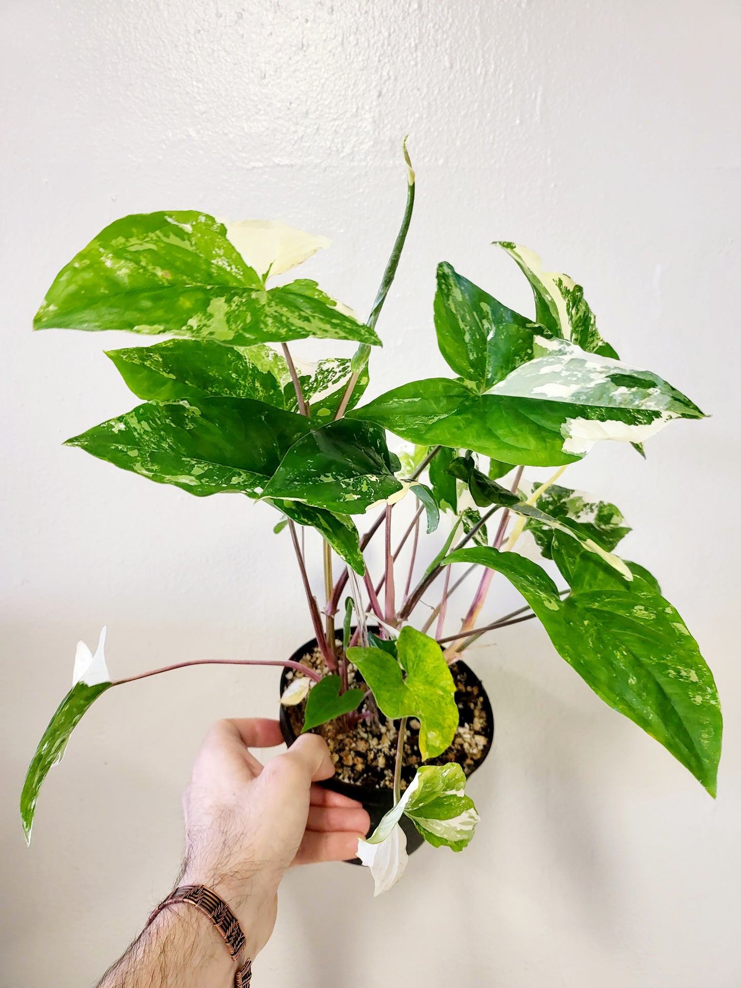 Syngonium Albo Variegated 6"