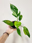 Philodendron 'White Princess' 4"
