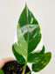 Philodendron 'White Princess' 4"