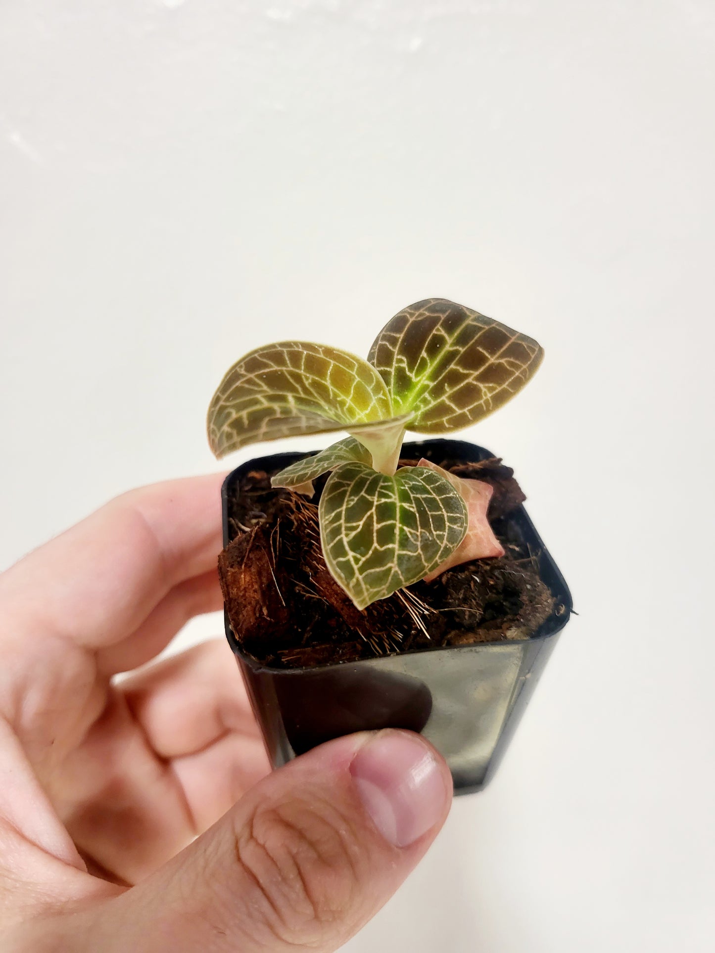 Jewel Orchid Gold Dust