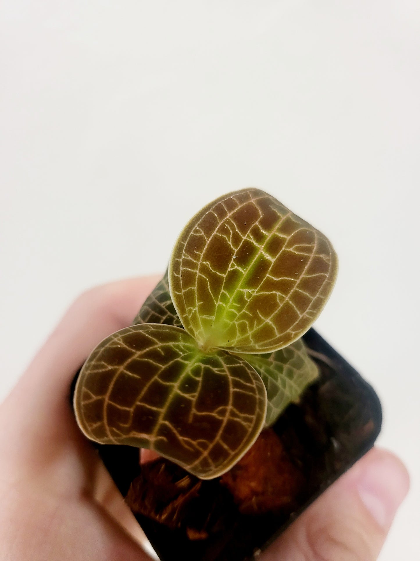 Jewel Orchid Gold Dust