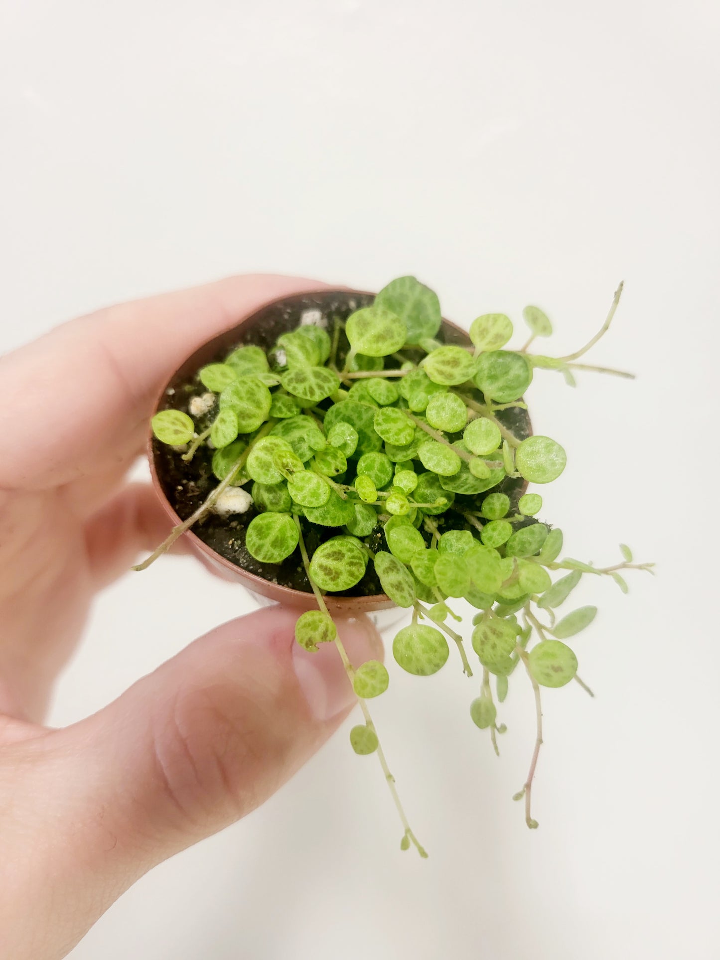 Peperomia prostrata String of Turtles 2"