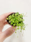 Peperomia prostrata "String of Turtles" 2"