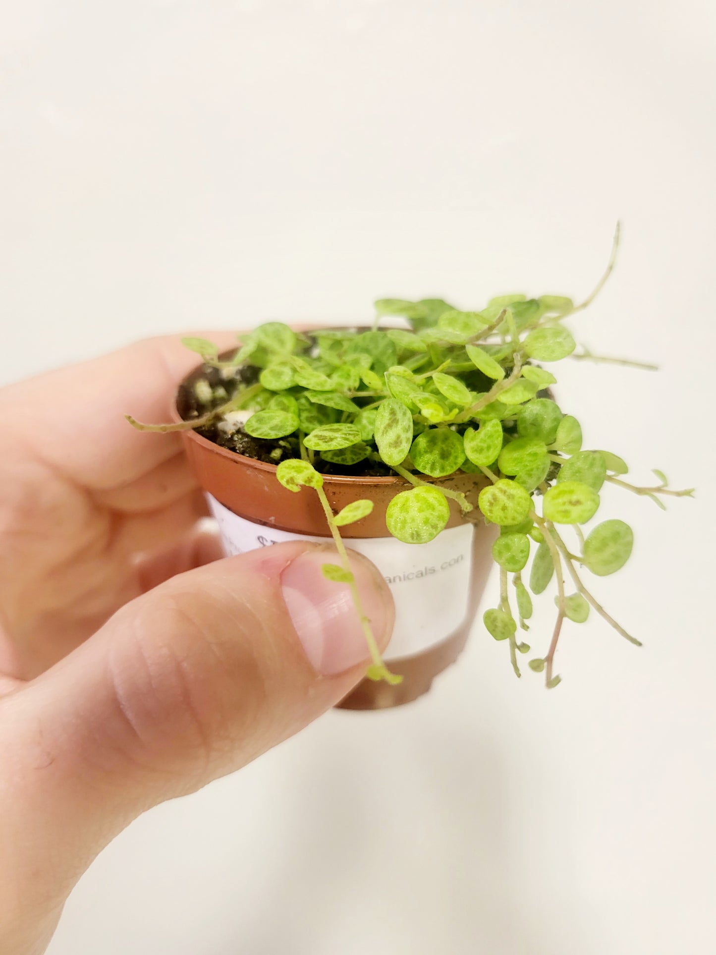 Peperomia prostrata String of Turtles 2"