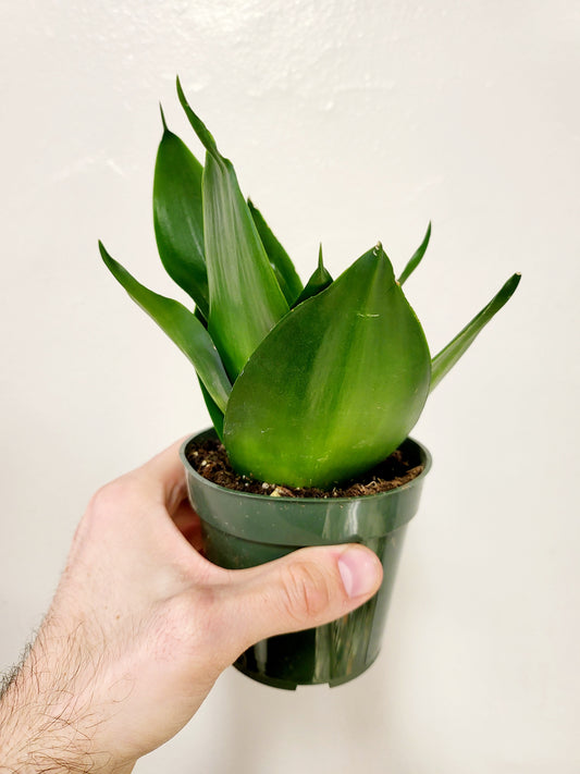 Sansevieria Jade Star 4"