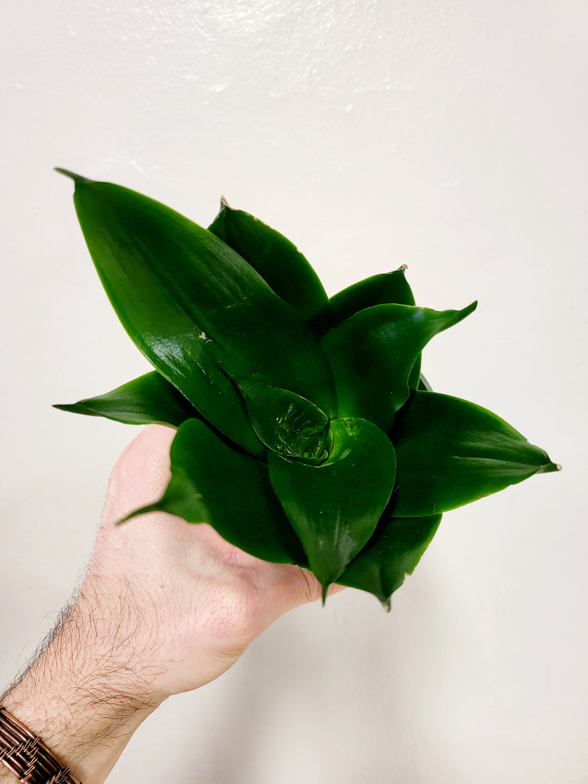 sansevieria jade star Sansevieria 'Jade Star' 4"