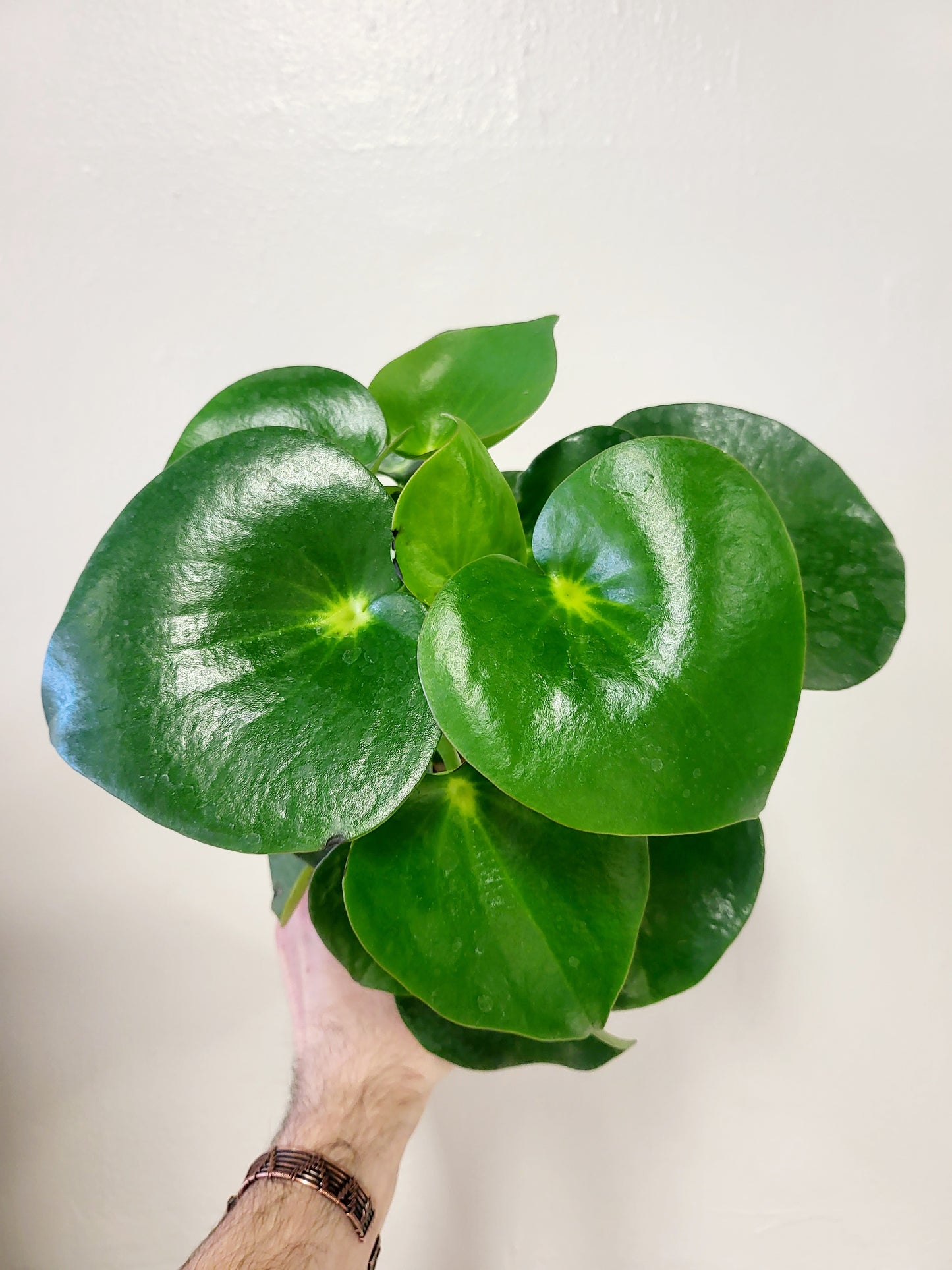 Peperomia Polybotrya Raindrop 4"