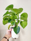 Peperomia polybotrya "Raindrop" 4"