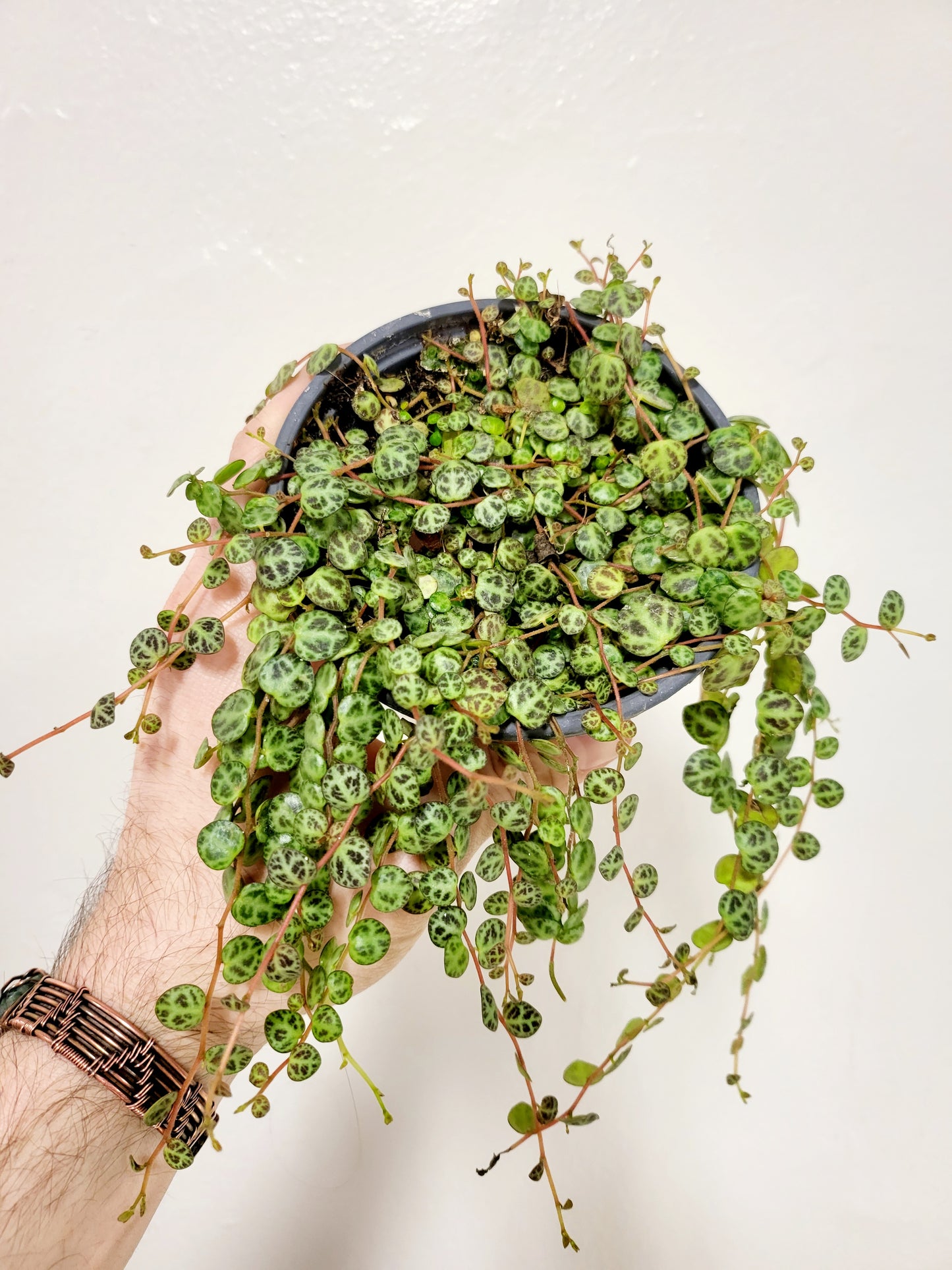 Peperomia Prostrata String of Turtles 4"