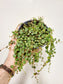 Peperomia prostrata "String of Turtles" 4"