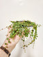 Peperomia prostrata "String of Turtles" 4"