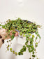 Peperomia prostrata "String of Turtles" 4"