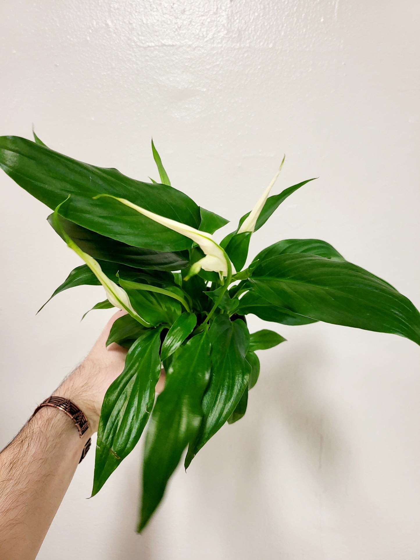 Spathiphyllum Peace Lily 4"