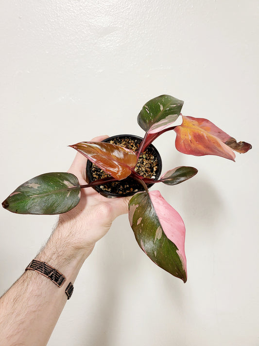 Philodendron Pink Princess 4"