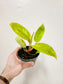 Philodendron Painted Lady 4"