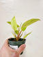 Philodendron Painted Lady 4"