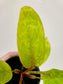 Philodendron Painted Lady 4"