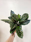 Calathea ornata "Pink Pinstripe" 6"