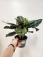 Calathea ornata "Pink Pinstripe" 6"