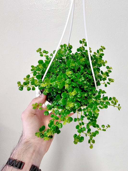 Pilea depressa 'Baby's Tears' 6" HB