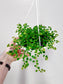 Pilea depressa 'Baby's Tears' 6" HB