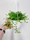 Pilea depressa 'Baby's Tears' 6" HB