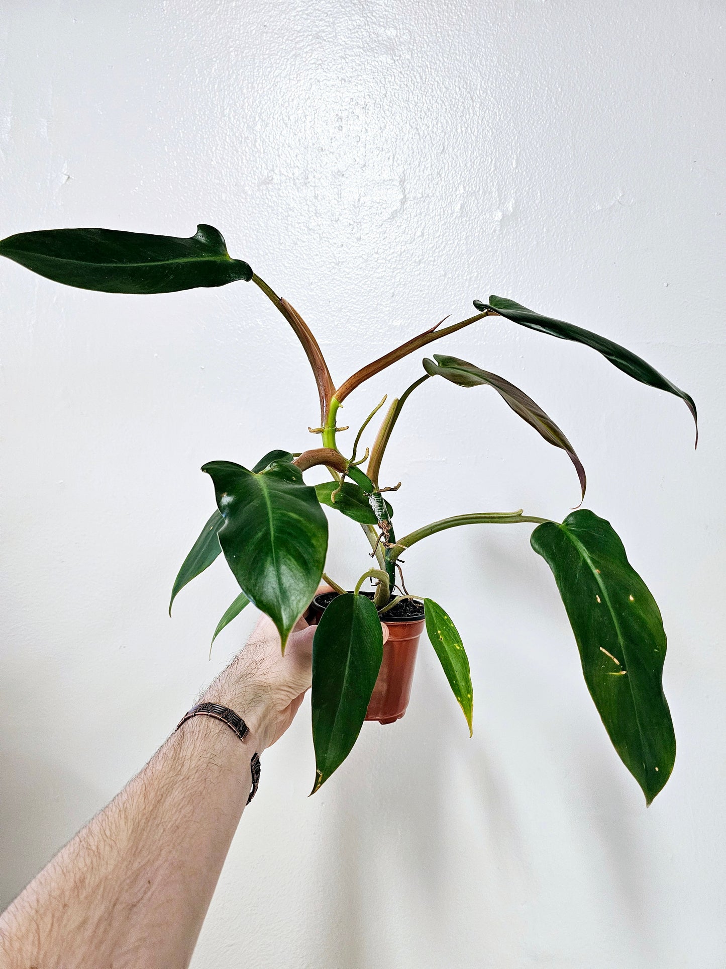 Philodendron Mexicanum 4"