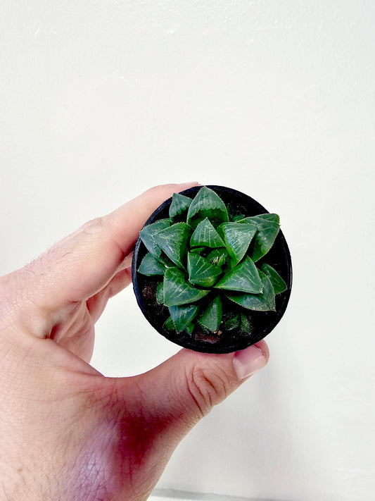 Haworthia Cooperi Retusa 2.5"