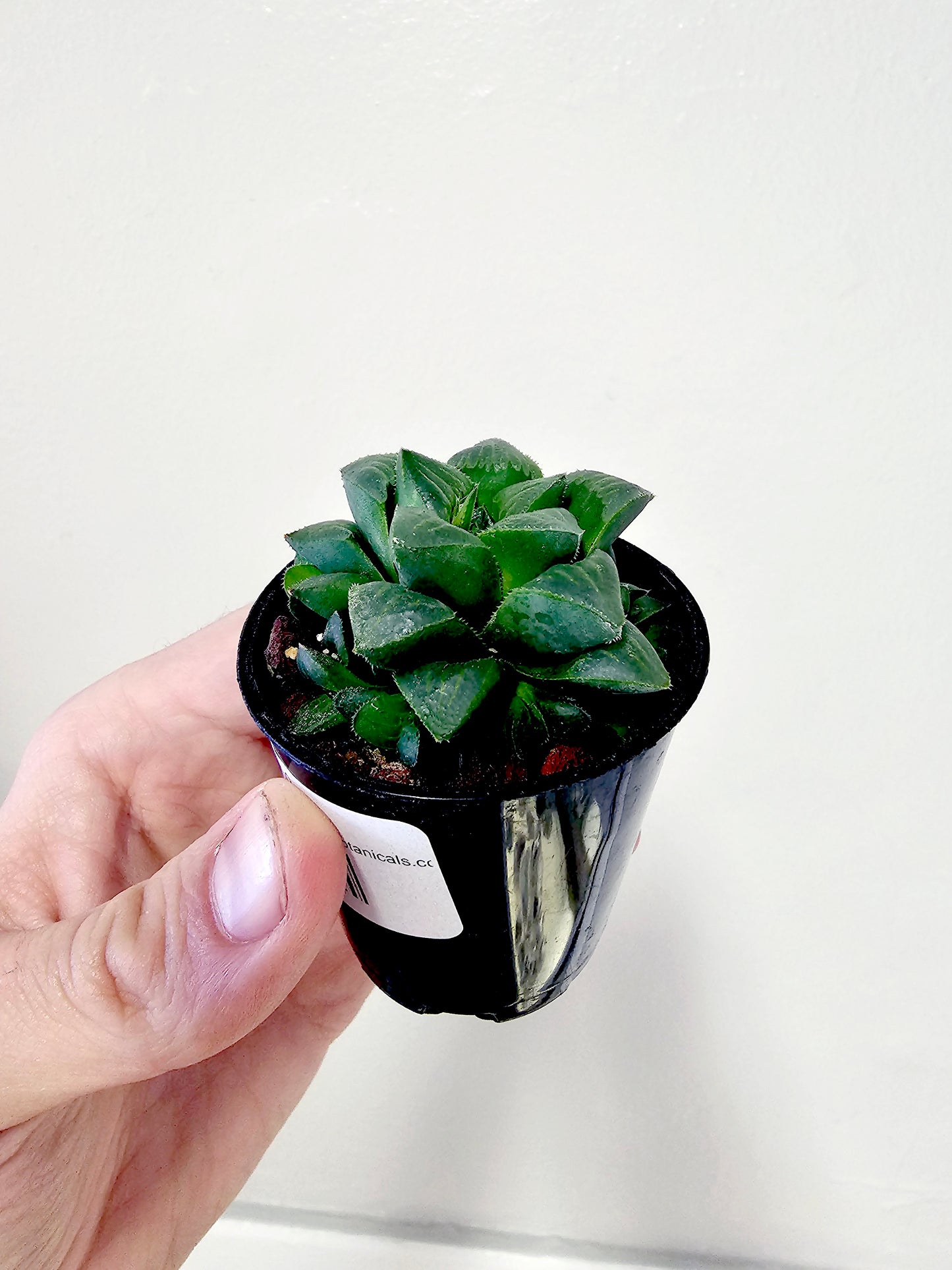 Haworthia Cooperi Retusa 2.5"