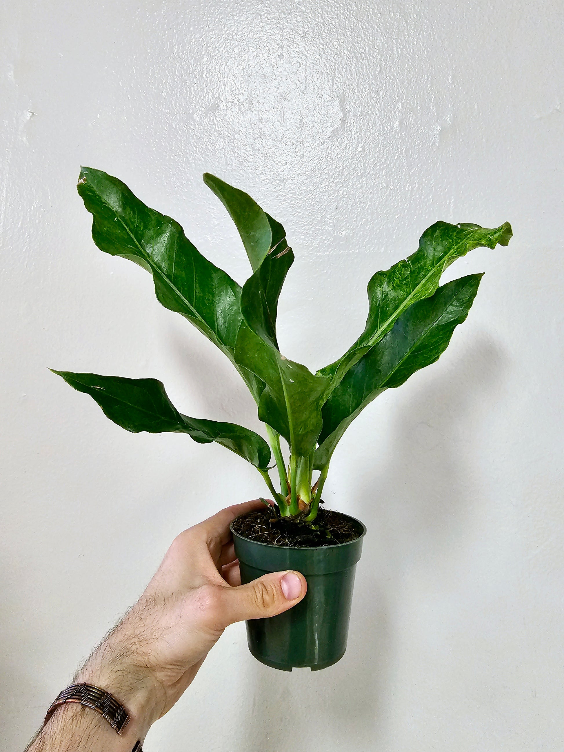 非常に良い Anthurium hookeri variegated | franciscovilla.mx