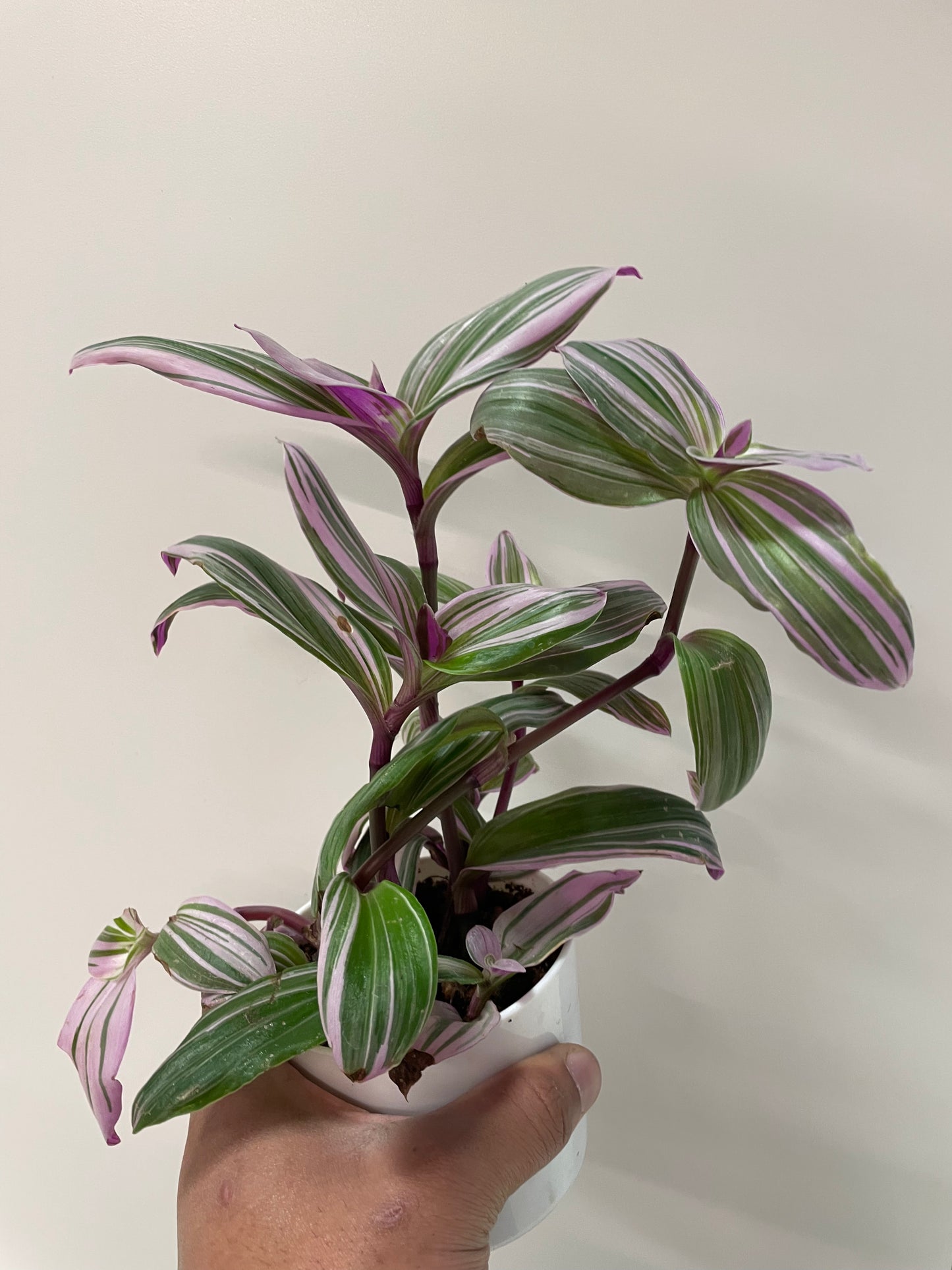 Tradescantia fluminensis 'Nanouk' 4”