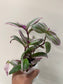 Tradescantia fluminensis 'Nanouk' 4”