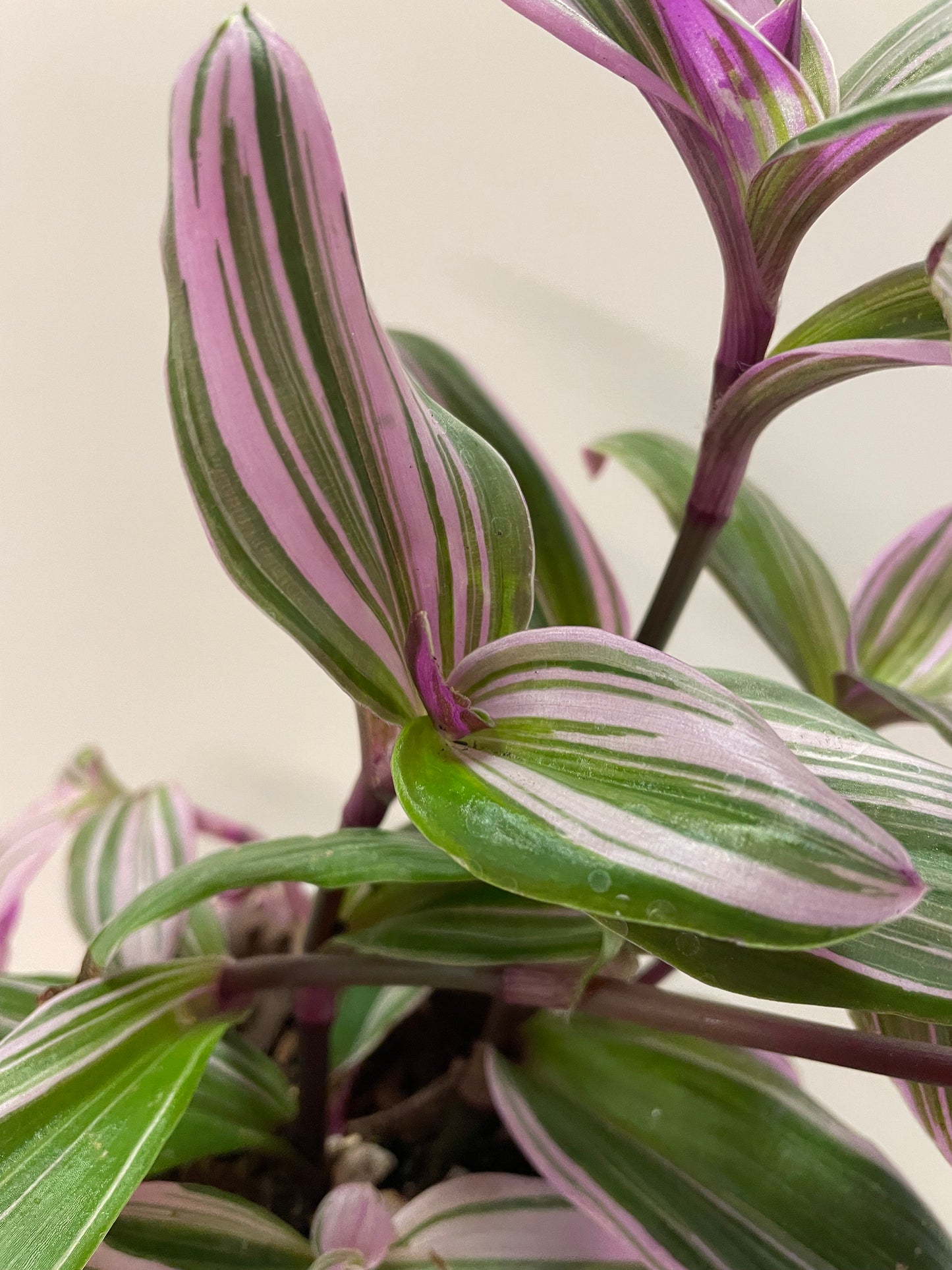 Tradescantia fluminensis 'Nanouk' 4”