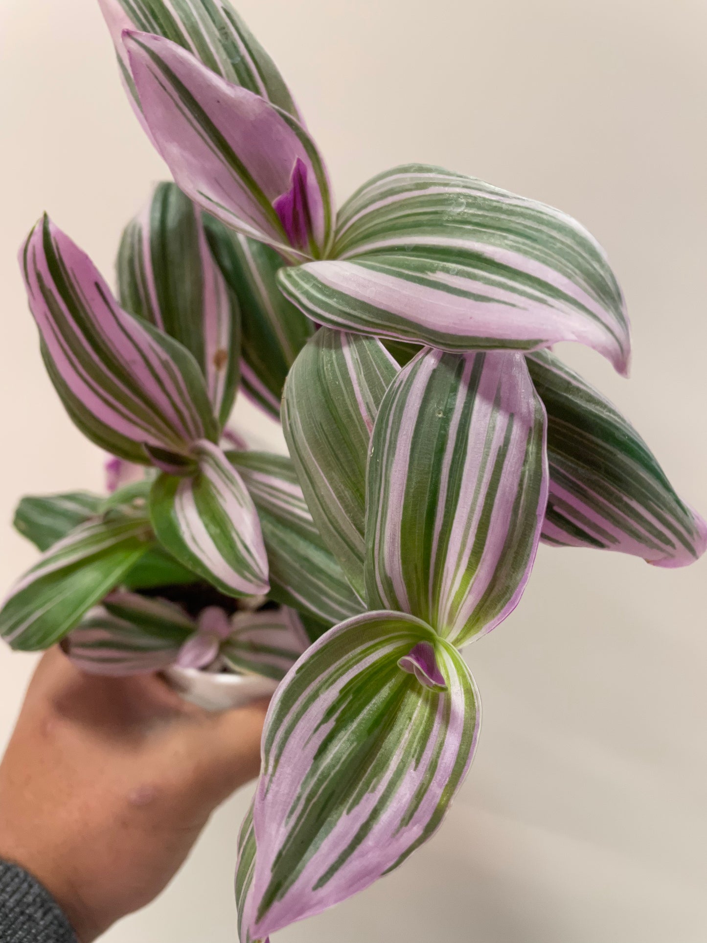 Tradescantia fluminensis 'Nanouk' 4”