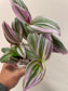 Tradescantia fluminensis 'Nanouk' 4”
