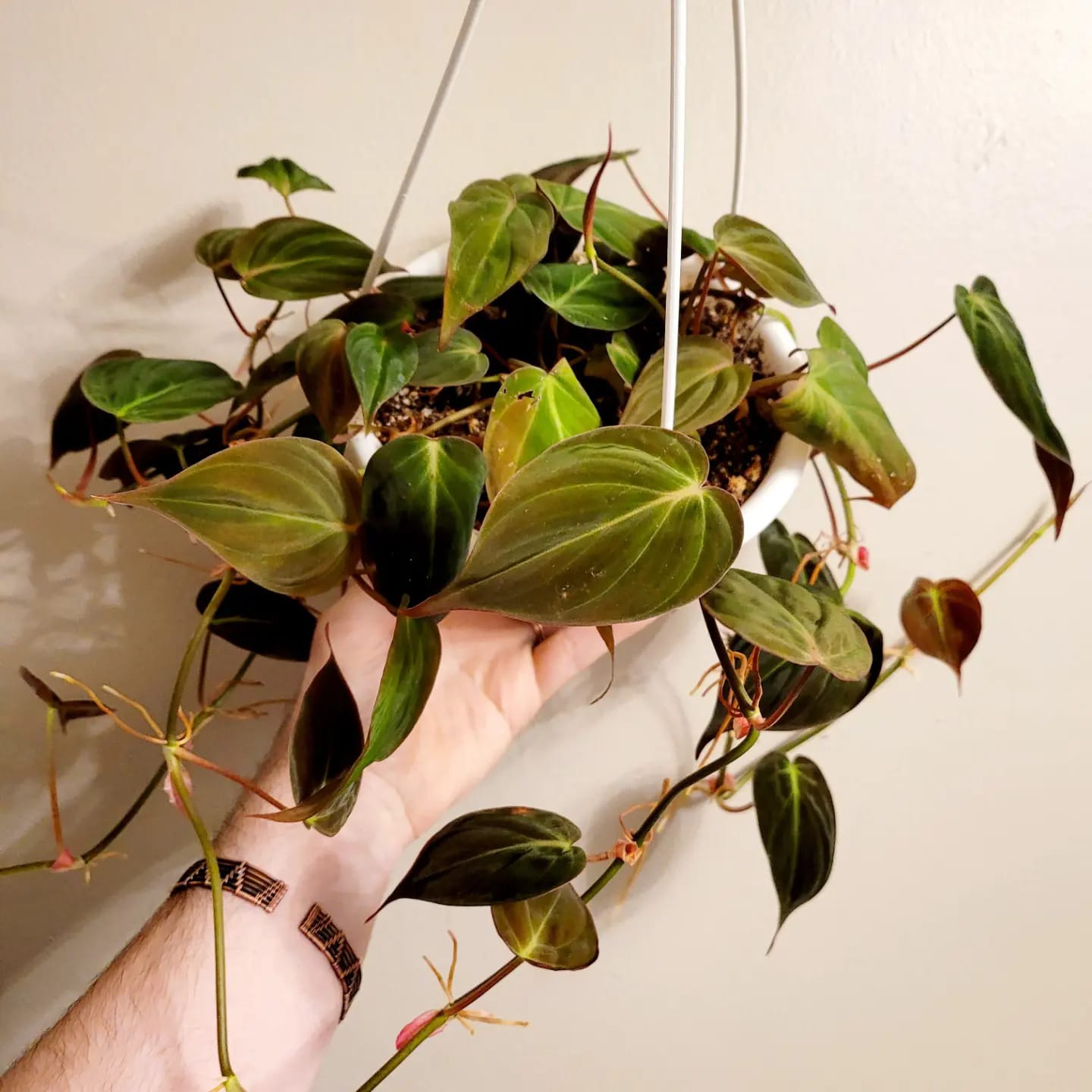Philodendron Micans 6" Hanging Basket